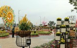 Nô nức rủ nhau dạo đường hoa bên sông Hàn đón Tết