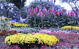 Nô nức rủ nhau dạo đường hoa bên sông Hàn đón Tết
