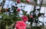 Khám phá khu vườn 