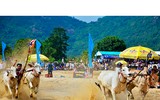 Tưng bừng Lễ hội đua bò Bảy Núi cùng Number 1 Cola