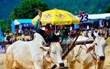 Tưng bừng Lễ hội đua bò Bảy Núi cùng Number 1 Cola
