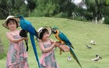 Thu hút hàng vạn lượt khách, vườn thú bán hoang dã tại Quy Nhơn có gì lạ?
