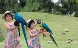 Thu hút hàng vạn lượt khách, vườn thú bán hoang dã tại Quy Nhơn có gì lạ?