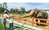 Thu hút hàng vạn lượt khách, vườn thú bán hoang dã tại Quy Nhơn có gì lạ?