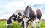 Khám phá trang trại Vinamilk Organic chuẩn châu Âu trên cao nguyên Đà Lạt