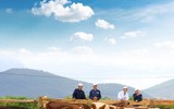 Khám phá trang trại Vinamilk Organic chuẩn châu Âu trên cao nguyên Đà Lạt