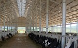Khám phá trang trại Vinamilk Organic chuẩn châu Âu trên cao nguyên Đà Lạt