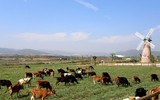 Khám phá trang trại Vinamilk Organic chuẩn châu Âu trên cao nguyên Đà Lạt