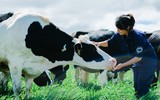 Khám phá trang trại Vinamilk Organic chuẩn châu Âu trên cao nguyên Đà Lạt