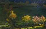 Ngắm mai anh đào nở giữa núi rừng Tây Bắc