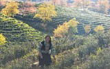Ngắm mai anh đào nở giữa núi rừng Tây Bắc