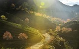 Ngắm mai anh đào nở giữa núi rừng Tây Bắc