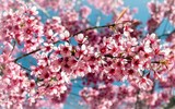 Ngắm mai anh đào nở giữa núi rừng Tây Bắc
