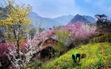 Lạc giữa thiên đường hoa Tây Bắc trên cao nguyên Vân Hồ