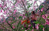 Lạc giữa thiên đường hoa Tây Bắc trên cao nguyên Vân Hồ