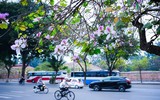 Hà Nội đẹp dịu dàng mùa hoa tháng 3