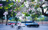 Hà Nội đẹp dịu dàng mùa hoa tháng 3