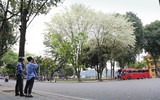 Hà Nội đẹp dịu dàng mùa hoa tháng 3