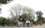 Hà Nội đẹp dịu dàng mùa hoa tháng 3
