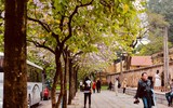 Hà Nội đẹp dịu dàng mùa hoa tháng 3