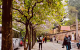 Hà Nội đẹp dịu dàng mùa hoa tháng 3