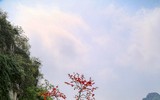 Mê mẩn với hoa gạo nở đỏ rực