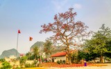 Mê mẩn với hoa gạo nở đỏ rực