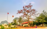 Mê mẩn với hoa gạo nở đỏ rực