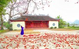 Mê mẩn với hoa gạo nở đỏ rực
