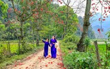 Mê mẩn với hoa gạo nở đỏ rực