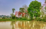 Mê mẩn với hoa gạo nở đỏ rực