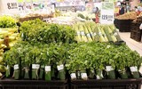 Siêu thị ở Hà Nội gói thực phẩm bằng lá chuối thay túi nilon