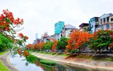 Hà Nội mùa phượng vĩ