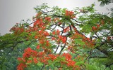 Hà Nội mùa phượng vĩ