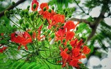 Hà Nội mùa phượng vĩ