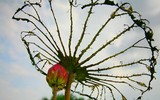 Hoa sen và thông điệp về tình yêu thương