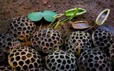 Hoa sen và thông điệp về tình yêu thương