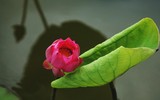 Hoa sen và thông điệp về tình yêu thương