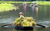 Khám phá mùa vàng tam cốc