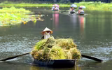 Khám phá mùa vàng tam cốc