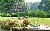 Khám phá mùa vàng tam cốc