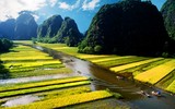 Khám phá mùa vàng tam cốc