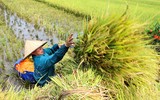 Khám phá mùa vàng tam cốc