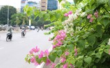 Hà Nội dịu dàng mùa hoa giấy khoe sắc