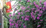 Hà Nội dịu dàng mùa hoa giấy khoe sắc