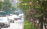 Tường vi khoe sắc trên phố phường Hà Nội
