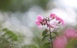Tường vi khoe sắc trên phố phường Hà Nội