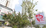 Tường vi khoe sắc trên phố phường Hà Nội