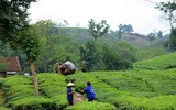 Đắm say với vẻ đẹp bất tận ở đồi chè Long Cốc