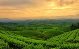 Đắm say với vẻ đẹp bất tận ở đồi chè Long Cốc
